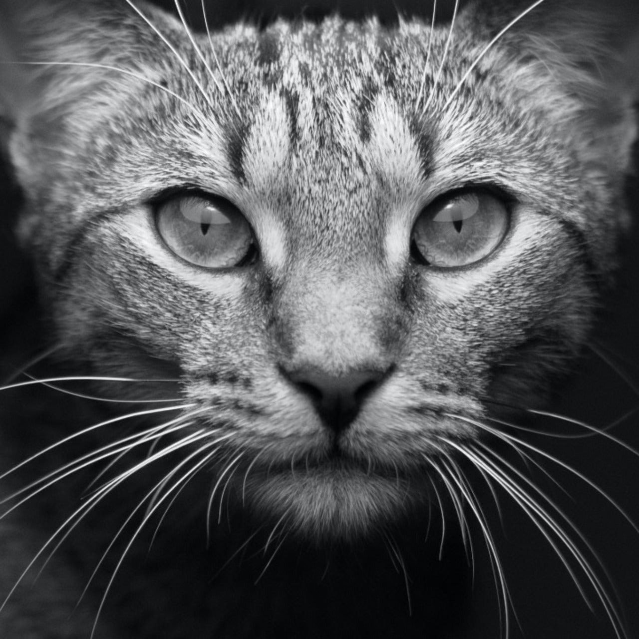 Happy Cats Academy (AR)